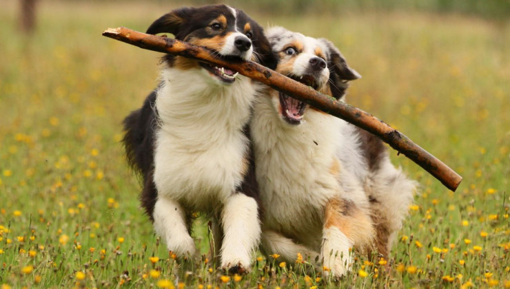 Две собаки играют с палкой