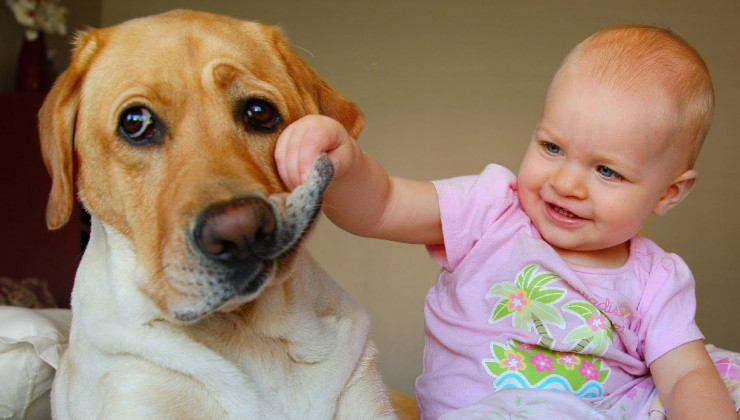 Собака и ребёнок