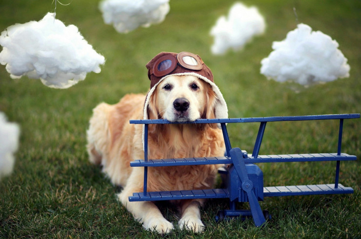 Что нужно знать при перелётах с собакой
