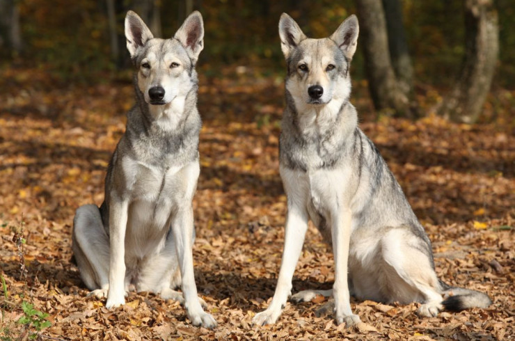 Современные породы собак с примесью волчьей крови