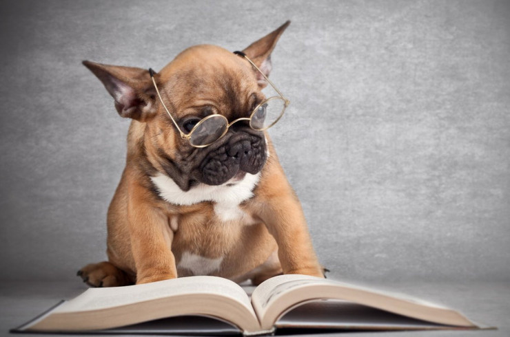 Собака читает книгу