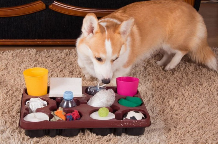 как сделать игрушки для собак развивающие