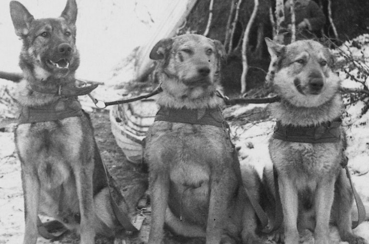 Фронтовые собаки Великой Отечественной войны