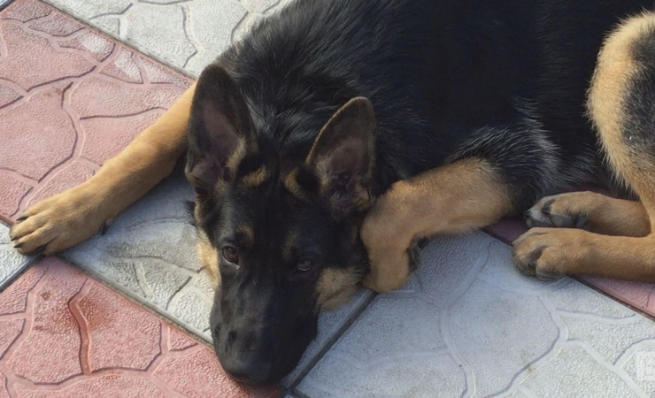 В Чернигове суд признал щенка виновным в нападении