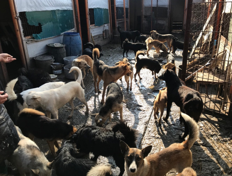 Курские зоозащитники обнаружили "собачий концлагерь"