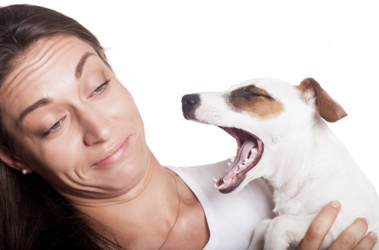 10 причин неприятного запаха изо рта у собак. Диагностика, лечение и профилактика