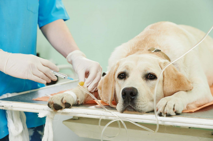 Коронавирус собак (коронавирусный энтерит): все, что нужно знать владельцу о болезни