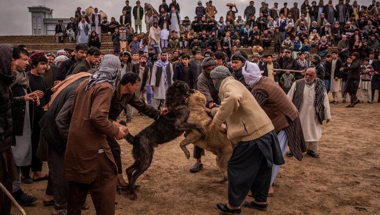 Бои собак Афганистан