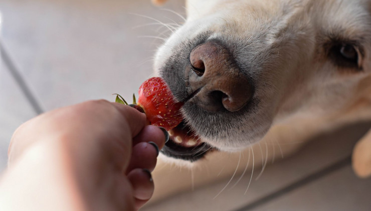 Собака ест клубнику