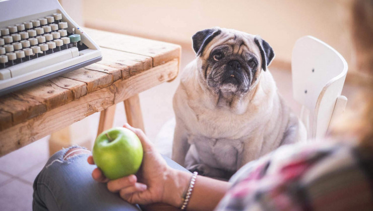 каким собакам противопоказаны яблоки
