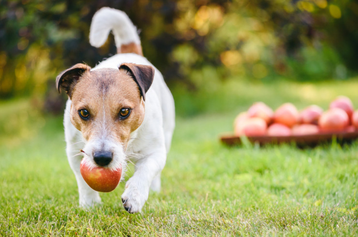 собака с яблоком