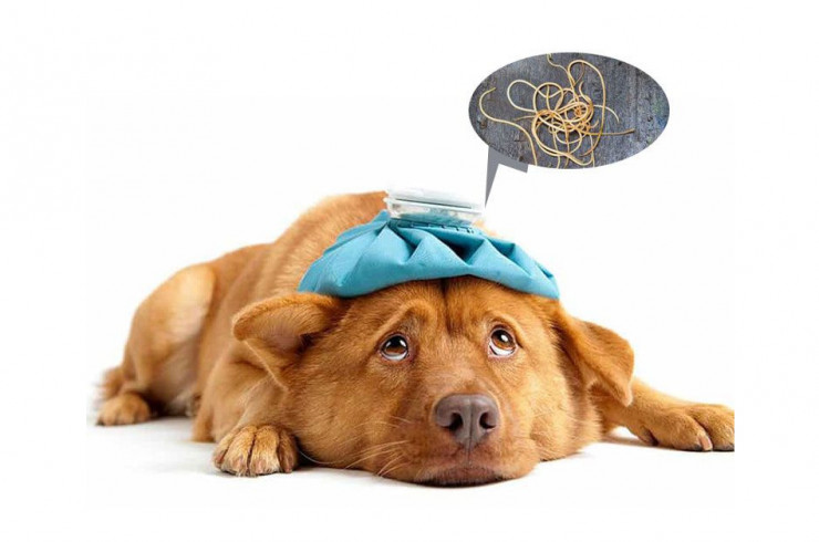 Глисты у собак: виды, симптомы, лечение, схема профилактических обработок, обзор популярных препаратов, цены