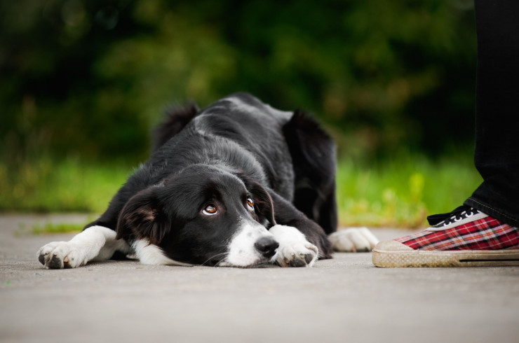 Что такое «ломать собаку»: воспитание через боль, последствия