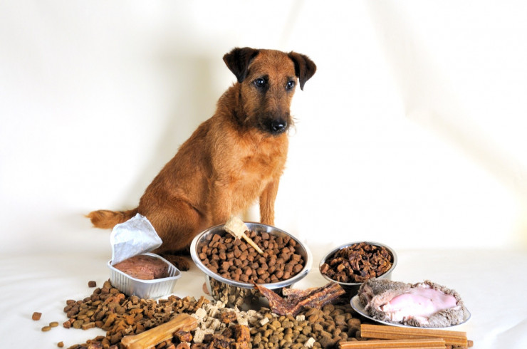 Почему собака не ест: причины, что делать, если отказывается от еды?
