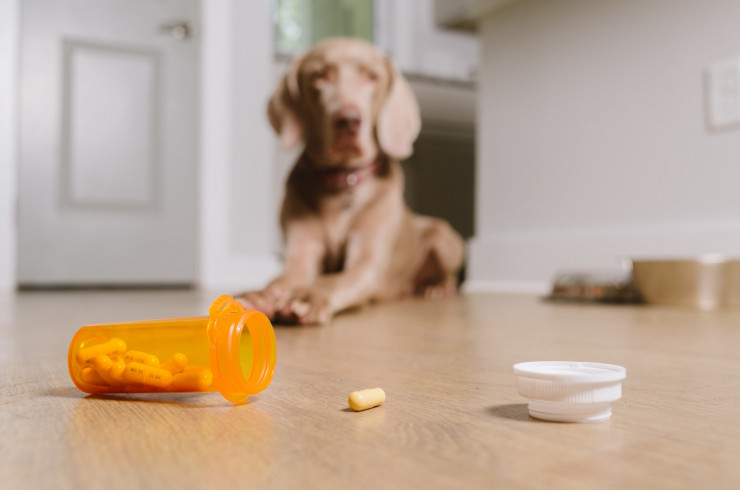 Как дать таблетку собаке: 6 способов