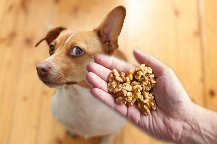 Можно ли собакам орехи?