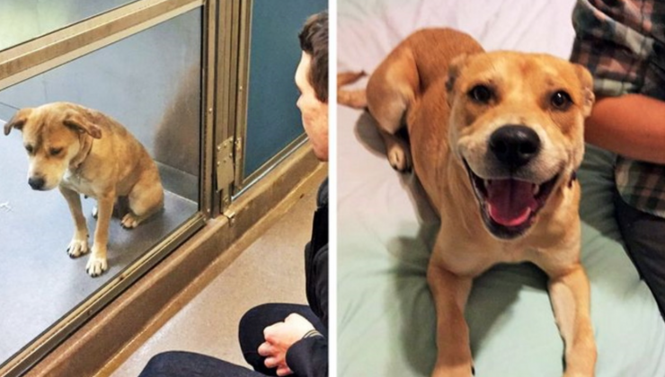 собака из приюта: до и после